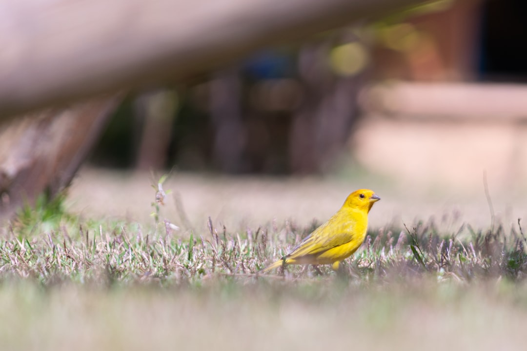 Discovering the Beauty of Gloster Canaries